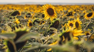 Czy powstanie rurociąg do przesyłu oleju spożywczego z Ukrainy do Gdańska