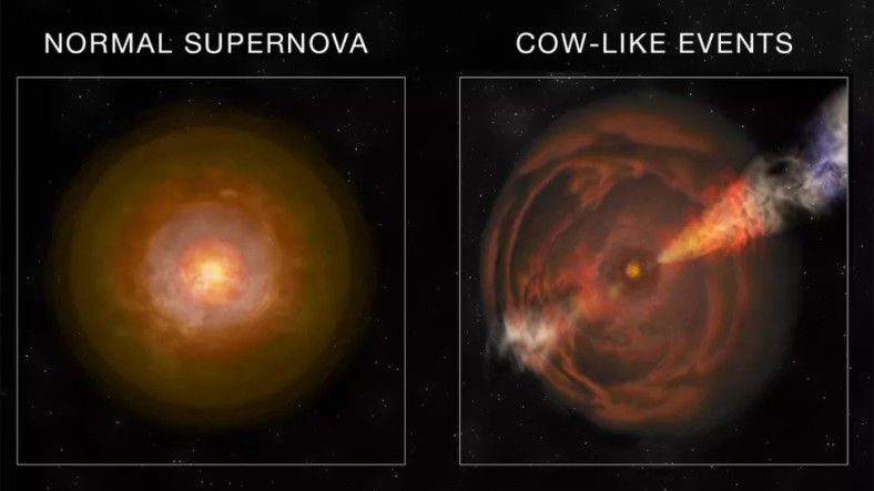 O supernovă normală (stânga) în comparație cu un eveniment tip "vaci" (pe dreapta) 