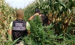 Zobacz, gdzie handlarze narkotyków ukryli plantacje marihuany