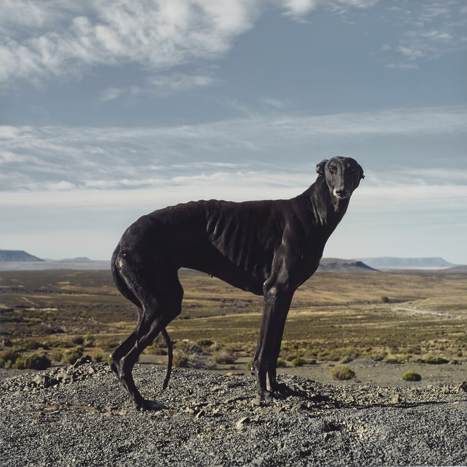 Daniel Naudé, "Africanis 18. Murraysburg, Western Cape, 10 May 2010" (2010)