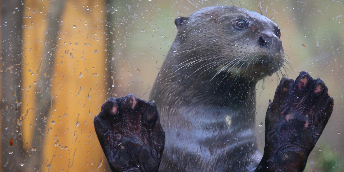 Wydry amazońskie w łódzkim zoo 