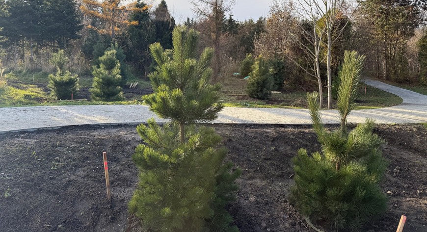 W Ogrodach Szczytnickich możemy podziwiać piękne iglaki