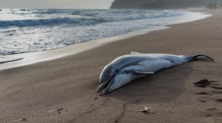 halott delfin