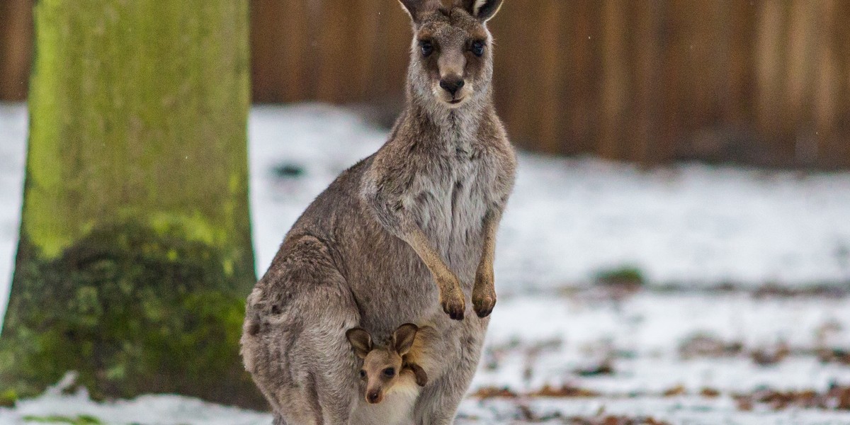 W poznańskim zoo na świat przyszedł kangur