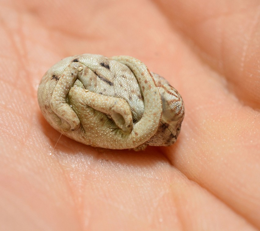 Još mu se spavalo: Preslatki kameleon nije žurio da započne životnu avanturu