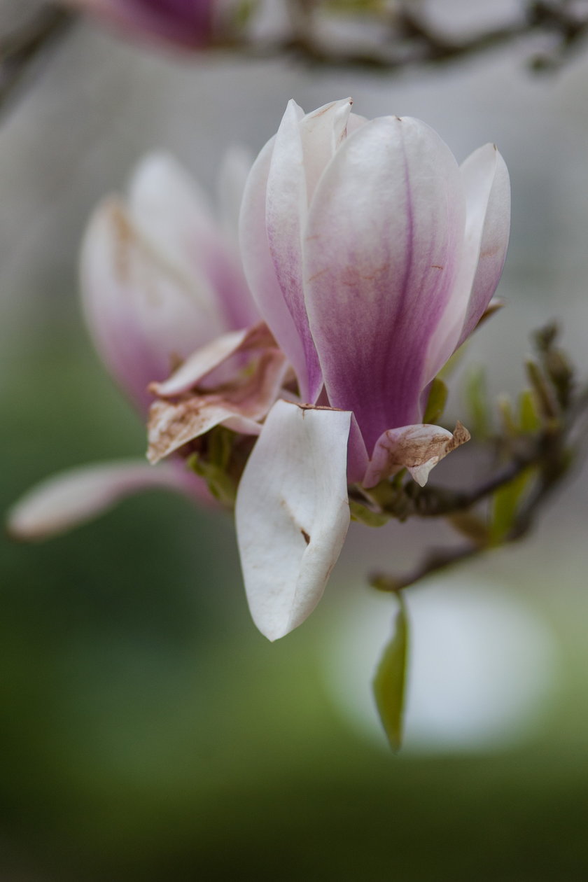 W kórnickim arboretum zakwitły magnolie