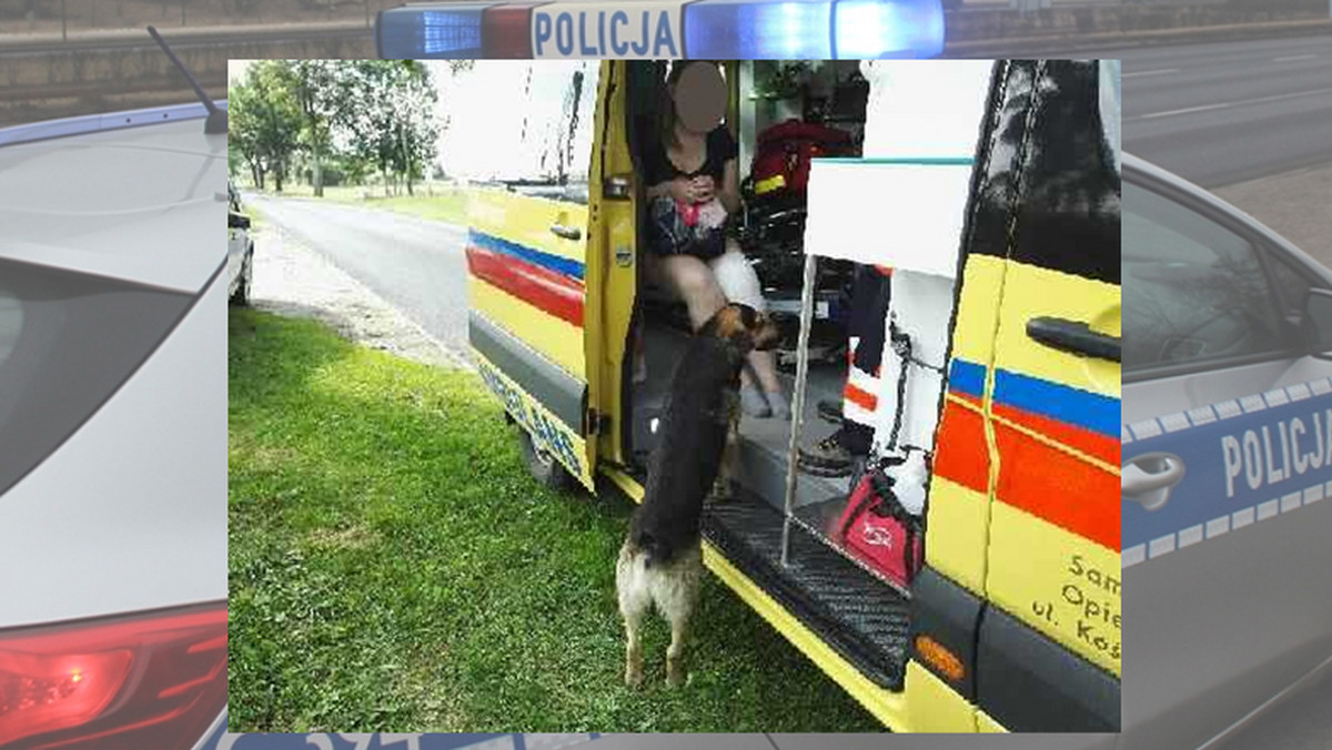 W Sucharzewie niedaleko Mogilna policjanci zaobserwowali nietypowe zachowanie psa, przez którego auto przewróciło się na bok. Zwierzę czekało przy kierującej pojazdem podczas opatrywania jej przez załogę pogotowia. Zdaniem mundurowych może to być oznaka wdzięczności.