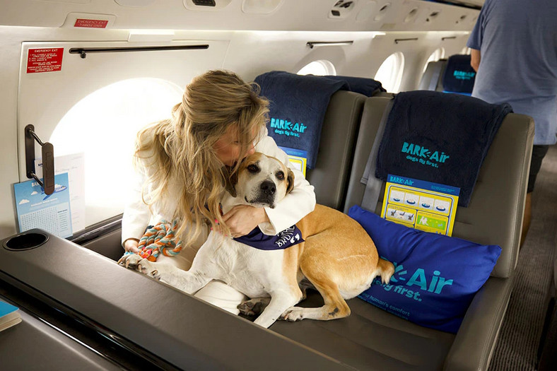 Bark Air: linia lotnicza dla psów