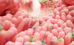 Skład mikrobioty jelitowej może wpływać na ryzyko ADHD