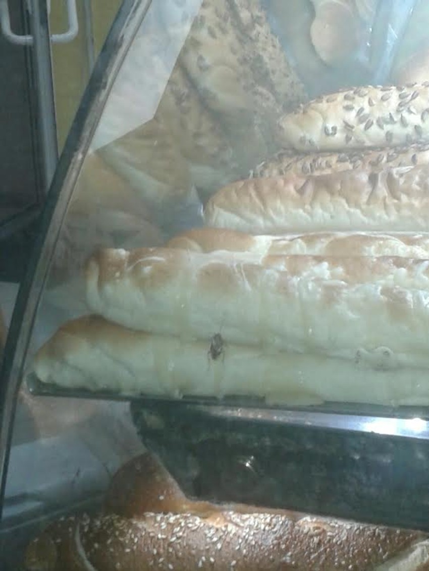 Bubašvaba u pekari u Novom Sadu