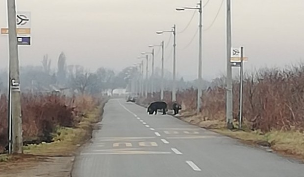 Divlja svinja put za Crvenku