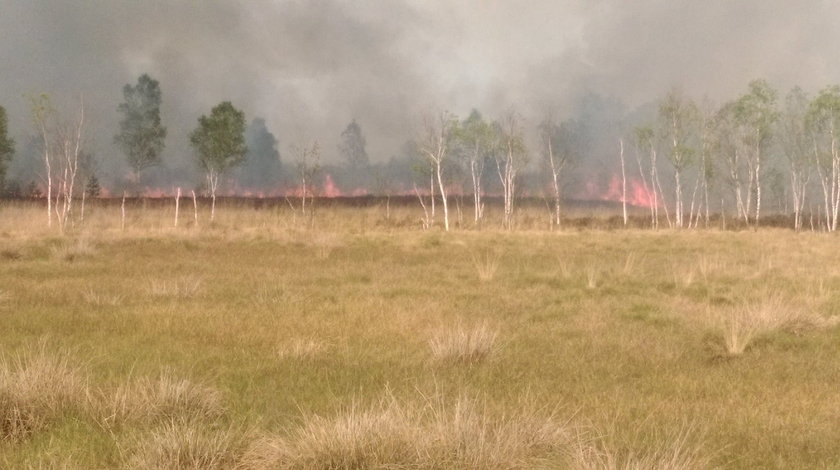 Pożar poligonu w Świętoszowie. Spłonęło 40 hektarów 