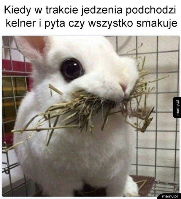 Najlepsze memy o królikach