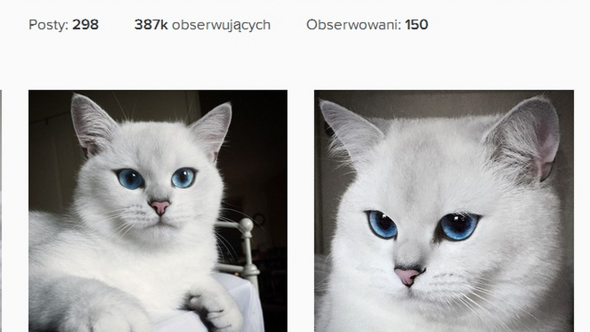 Biały brytyjski kot krótkowłosy zrobił furorę w internecie. Jego profil na Instagramie śledzi prawie 390 tysięcy osób. Coby zaistniał w mediach społecznościowych zaledwie 8 miesięcy temu.