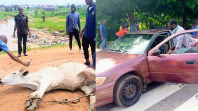 FCTA impounds 16 vehicles, 4 cows, arrests 7 beggars design