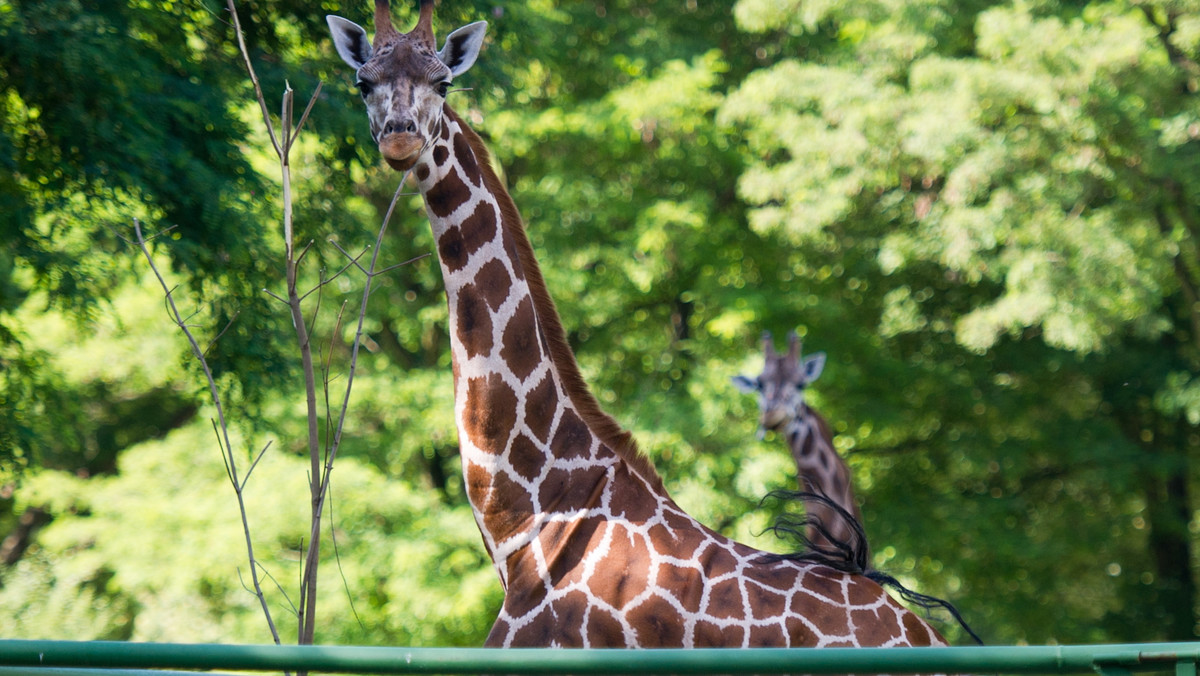 Trzyletnia żyrafa Lokatka padła w środę w nocy w łódzkim ogrodzie zoologicznym. Przedstawiciele zoo nie wykluczają, że przyczyną śmierci był zawał serca; wcześniej zwierzę nie chorowało. To czwarta żyrafa jaka padła w łódzkim zoo w ciągu ostatnich kilkunastu miesięcy.