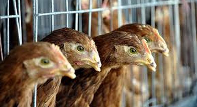 Britain confirms case of low-risk bird flu on farm