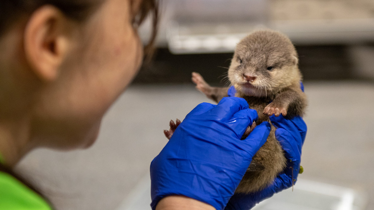 Łódzkie zoo powiększyło się o nowe zwierzęta. Są najmniejsze na świecie