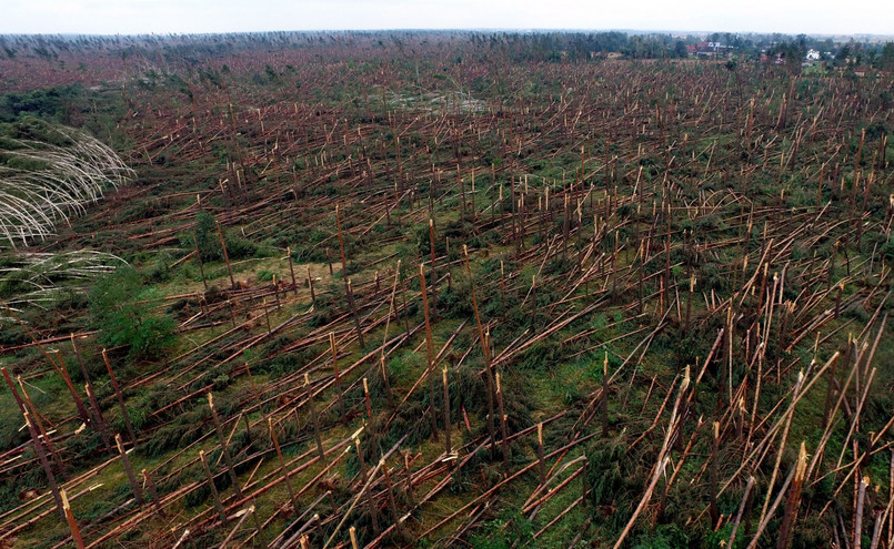 Zniszczony las w miejscowości Rytel