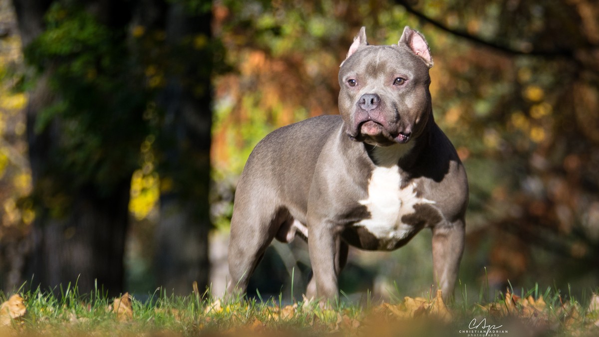 Pies, który w niedzielę ugryzł dwuletnie dziecko, nie miał aktualnych szczepień przeciwko wściekliźnie. Zwierzę rasy american bully miało biegać ulicami Rybnika bez kagańca i smyczy.