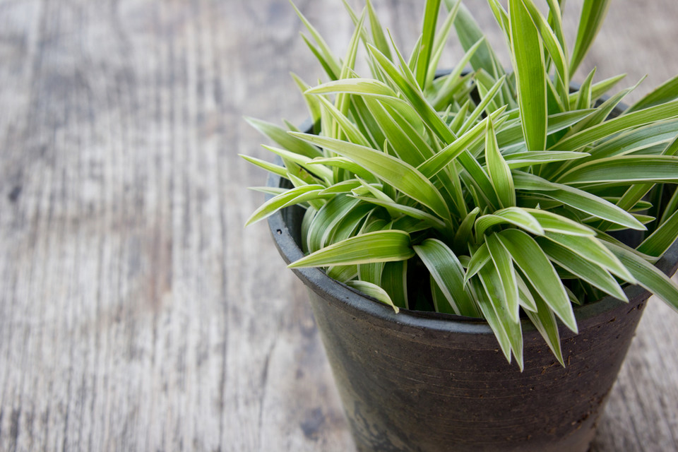 Zielistka (Chlorophytum) 