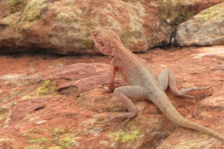 Australijska jaszczurka / fot. archiwum prywatne Anny i Jacka Korzeniowskich