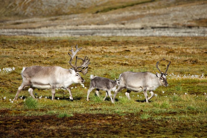 Spitsbergen