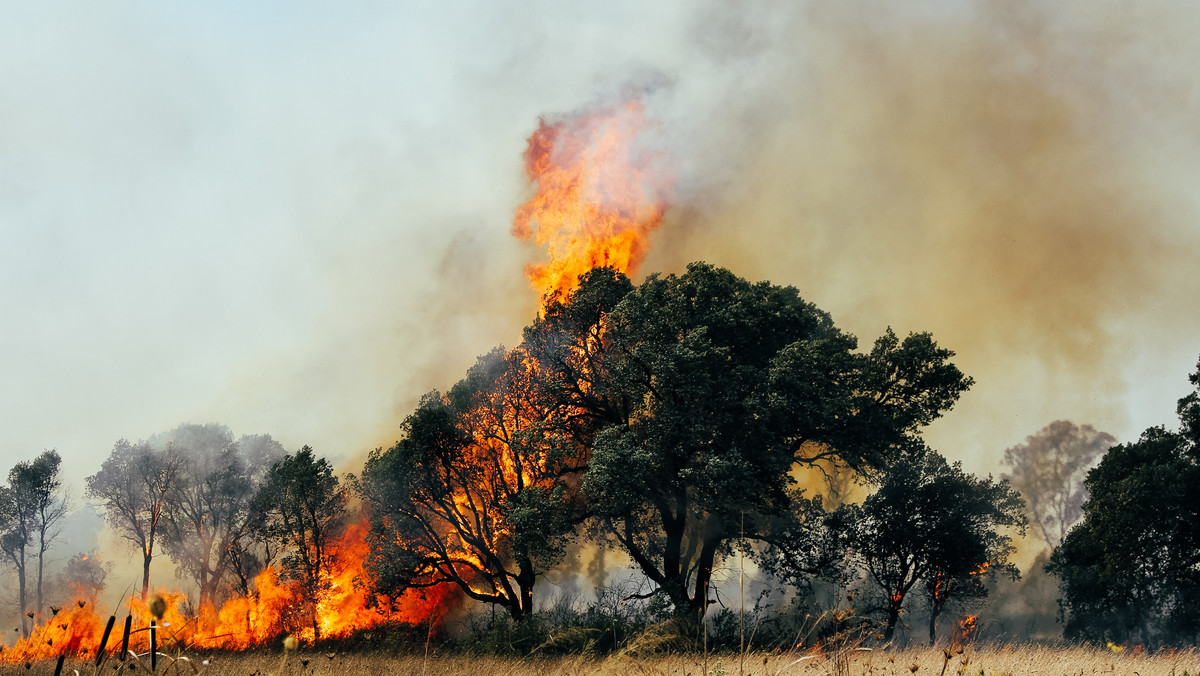 Płoną lasy w hiszpańskiej prowincji. Zniszczonych 800 hektarów ziem