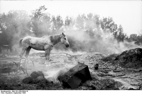 Biały koń wśród jednego z wrześniowych pobojowisk... (fot. Bundesarchiv, Bild 101I-380-0094-16 / Heydrich / CC-BY-SA 3.0).