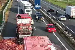 Holenderska autostrada zasypana mięsem. Niecodzienny wypadek [WIDEO]