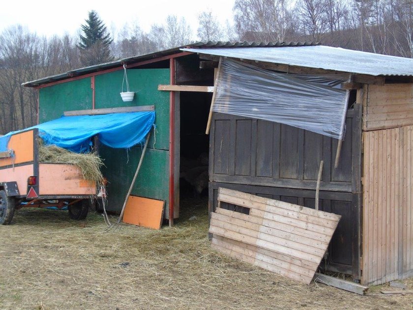 Wilki zagryzły stado owiec w okolicach Starego Sącza