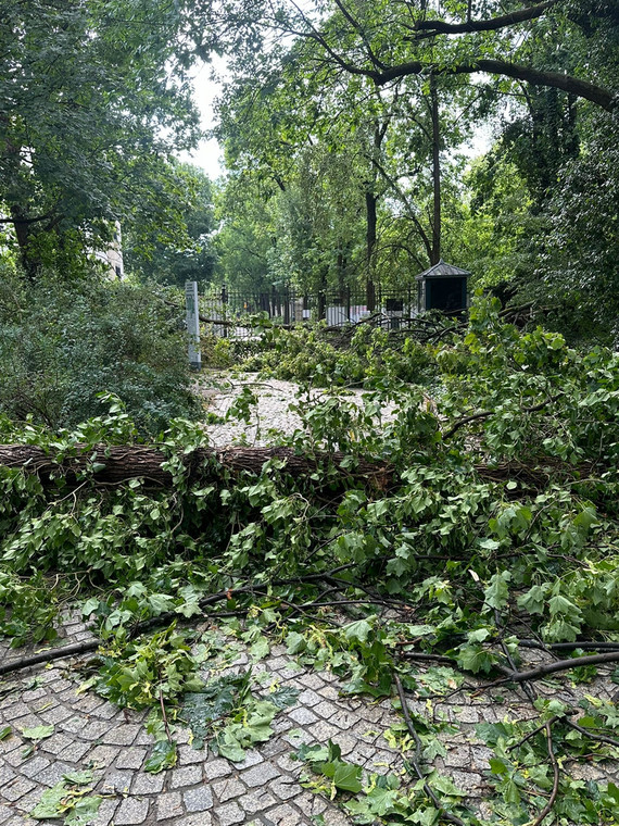 Szkody wyrządzone przez nawałnice w Łazienkach Królewskich w Warszawie.