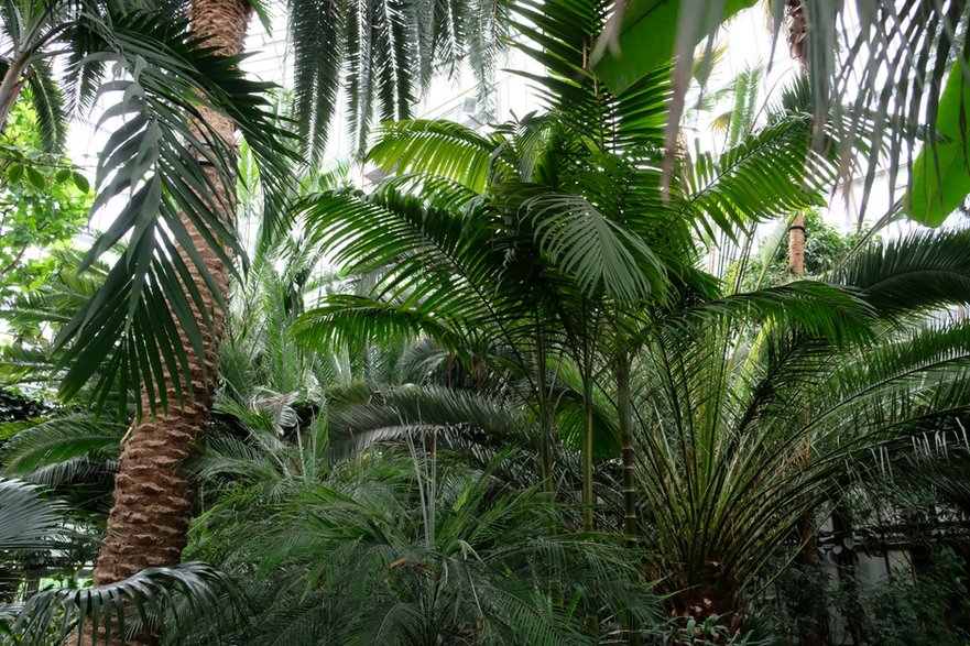 Feniks kanaryjski (Phoenix canariensis)