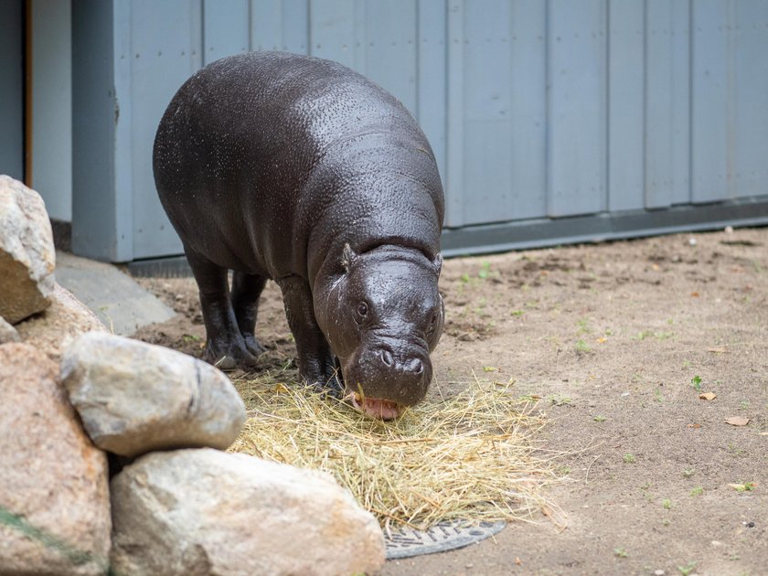 Hipopotam karłowaty w łódzkim zoo 