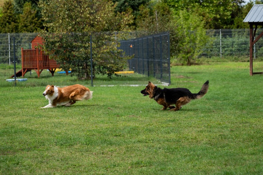 Zwierzaki w oczekiwaniu na adopcję mogą się wyhasać