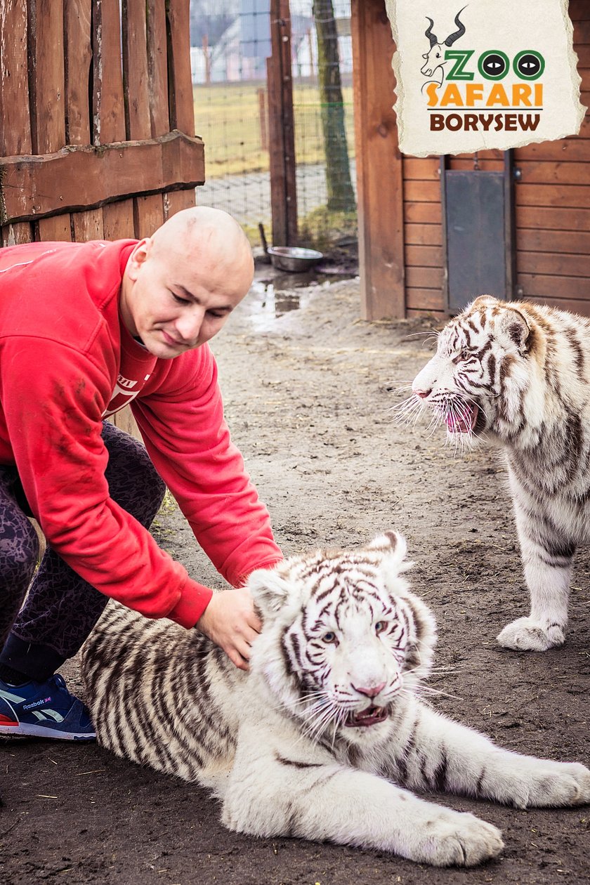 Artur Szpilka i Andrzej Wawrzyk bawili się z tygrysami