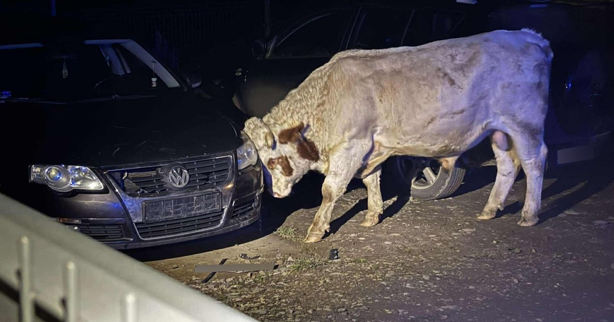 900 kg furii z rogami. Wieś w panice, gospodarza zabrała karetka