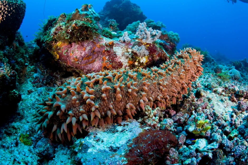 Ovaj krastavac ima bodlje