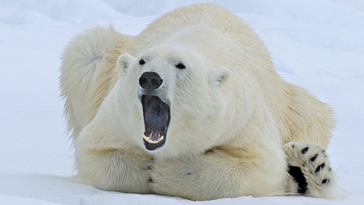 42-letni Niemiec, raniony w sobotę w norweskiej prowincji arktycznej Svalbard przez zastrzelonego zaraz potem niedźwiedzia polarnego, opuścił szpital w Tromso - poinformował zarząd szpitala. Władze Svalbardu badają okoliczności ataku i zabicia zwierzęcia.