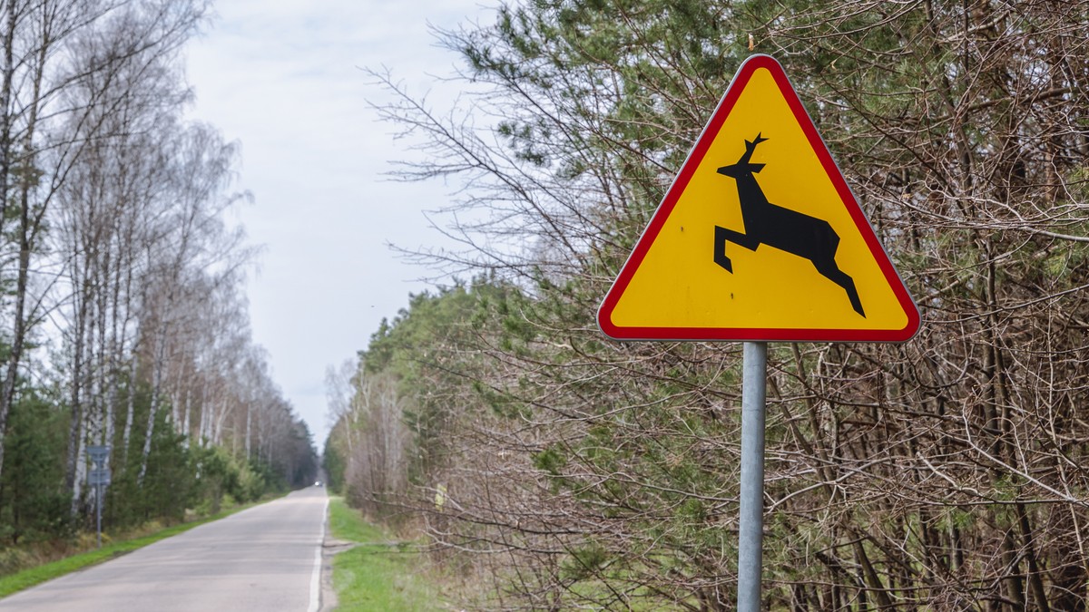 Bezpieczeństwo na drogach. Jak unikać zderzeń z dziką zwierzyną?
