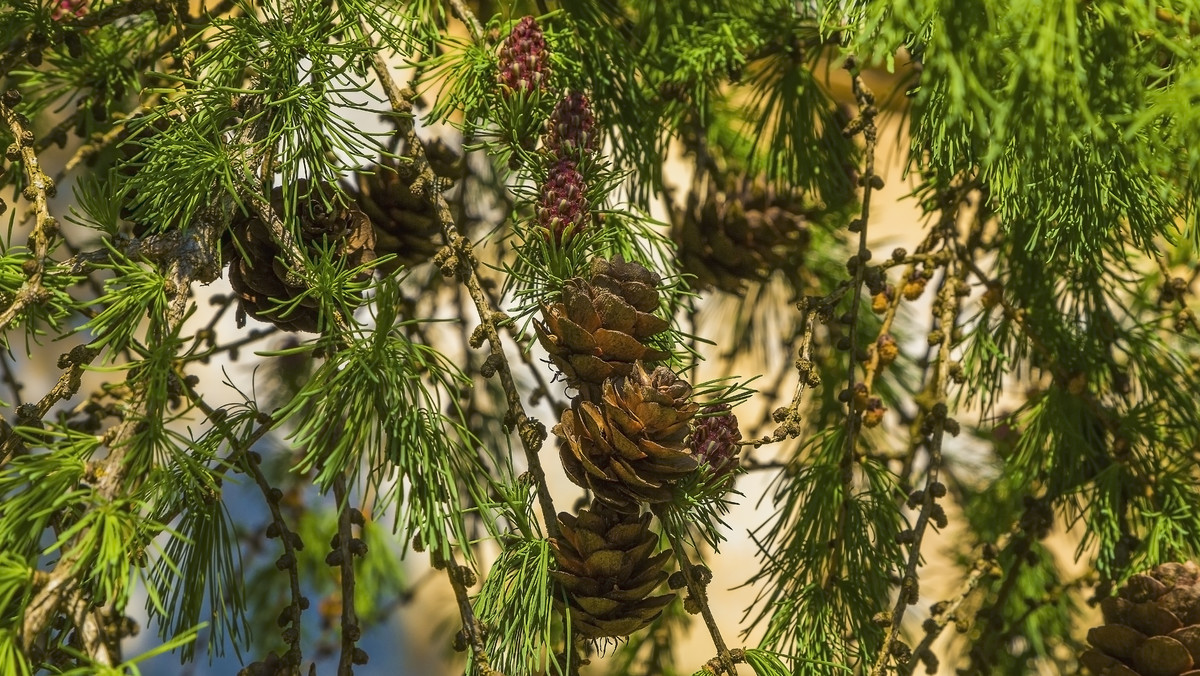 Modrzew europejski jest to drzewo z rodziny iglaków. W warunkach oraz środowisku naturalnym wyrasta na wysokość od 40 do nawet 50 metrów. Modrzew wzrasta bardzo szybko, w ciągu roku może urosnąć nawet 150 cm. Pień tego drzewa jest prawie zawsze pojedynczy oraz wzrasta pionowo w górę. Modrzew europejski gubi swoje igły na zimę. Nie należy zatem do rodziny iglaków wiecznie zielonych.