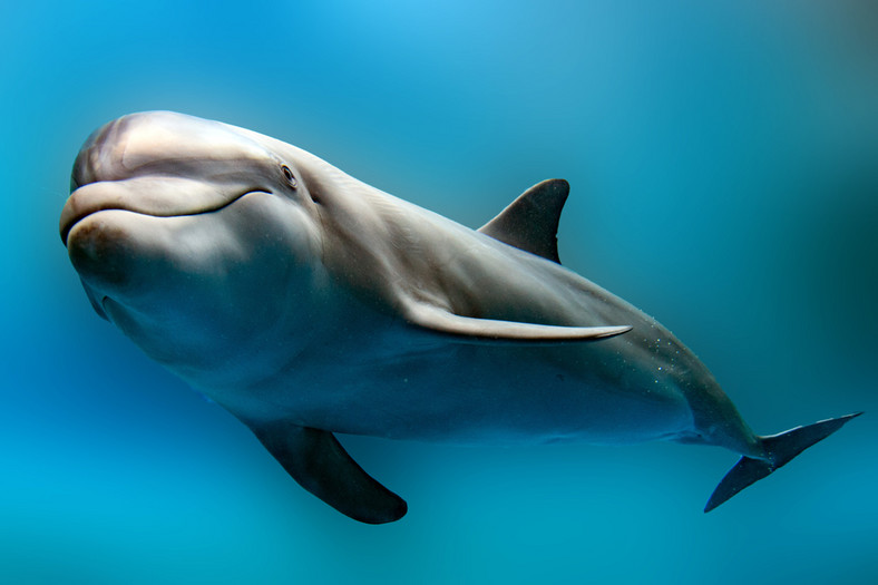 Psotny delfin
