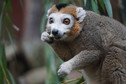 Lemur koroniasty
