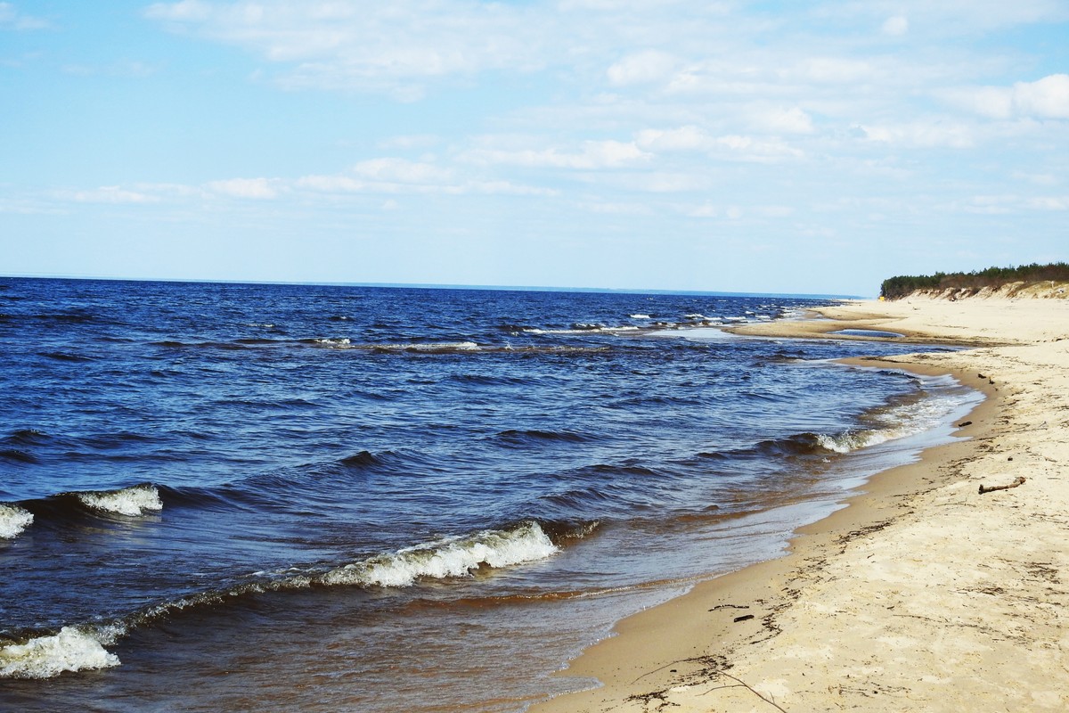 Spotkałeś to zwierzę na plaży?