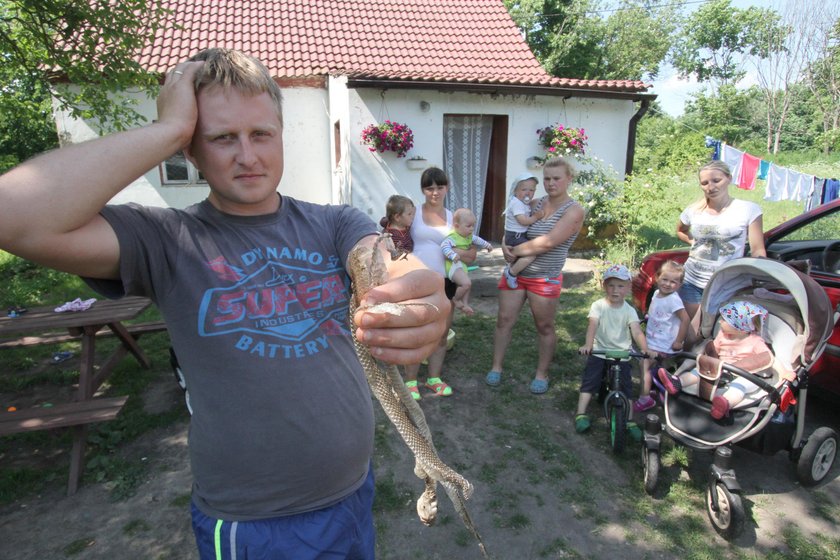 Bociana nie ma, żmije grasują!