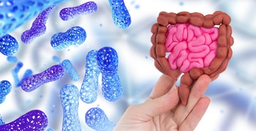 bélflóra mikrobiom kutatás öregedés őssejt