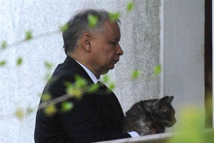 Hołdys o Kaczyńskim i jego... kocie