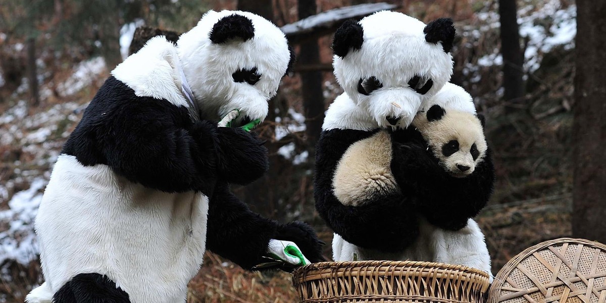 Przedszkole dla pand w Chengdu. Najsłodsze miejsce na świecie!