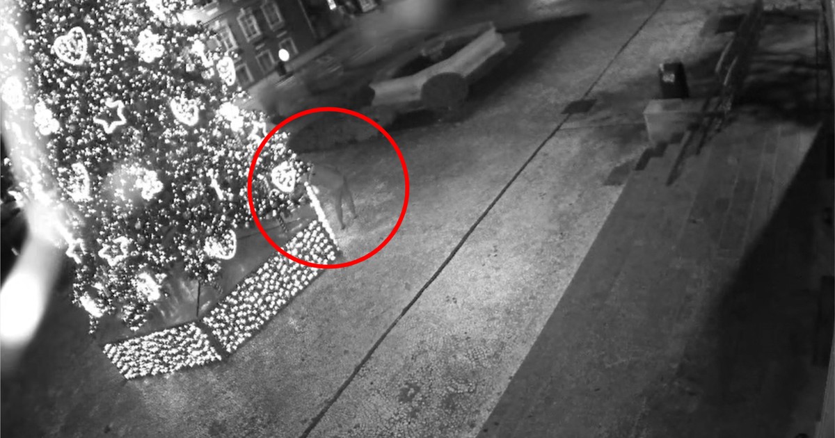 Kamery nagrały go pod osłoną nocy przy miejskiej choince. "Przykro to pisać, ale..."