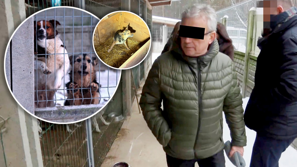 Setki psów cierpiały w Sobolewie. 